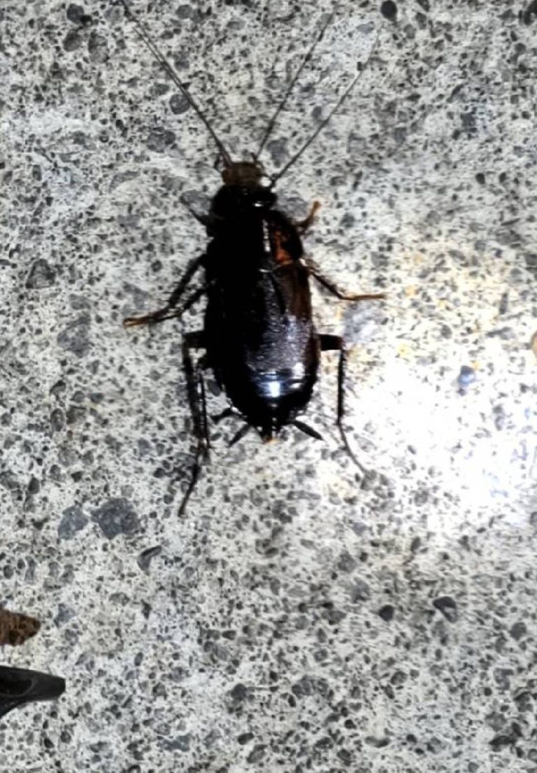 ゴキブリ(8月/北海道)