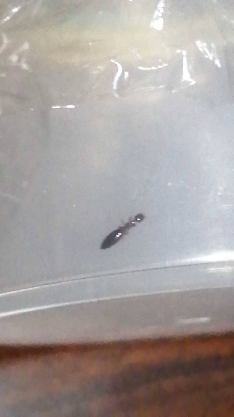 アリガタバチ（8月／島根県）