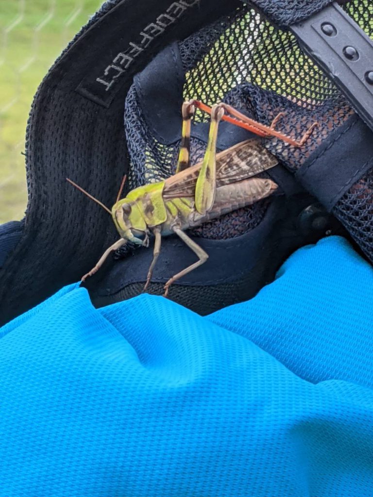 トノサマバッタ(8月/北海道)