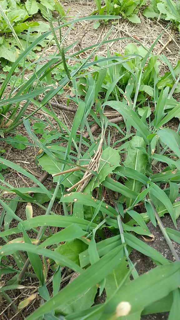 ショウリョウバッタ(8月/兵庫県)