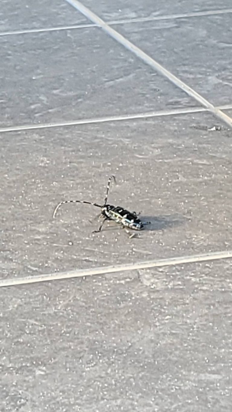 ツヤハダゴマダラカミキリ(8月/宮城県)