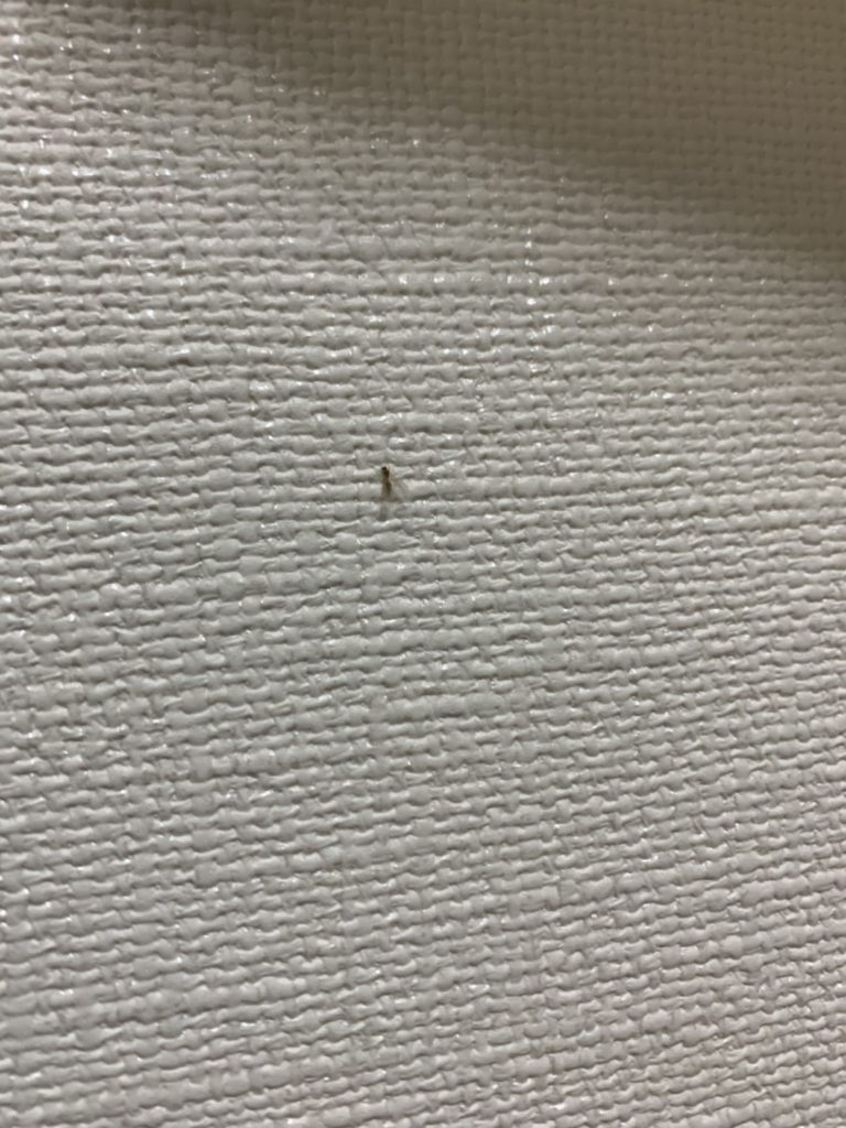 アリ（9月／徳島県）
