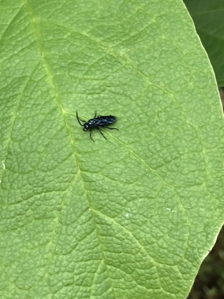 ルリチュウレンジ（9月／愛知県）