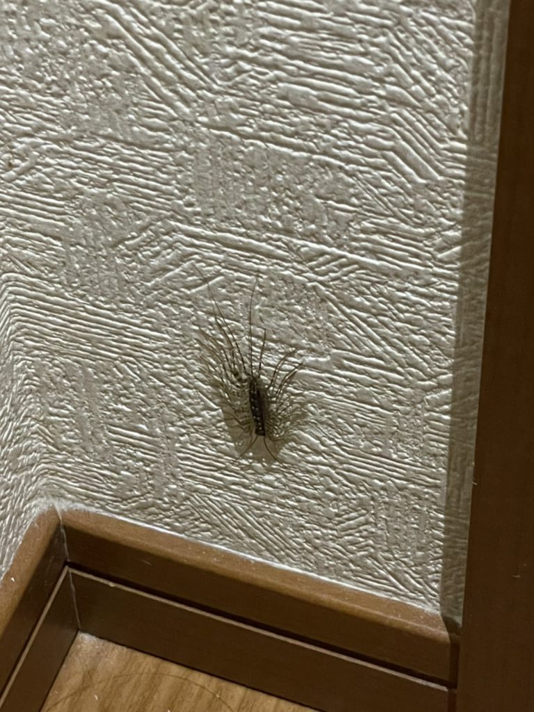 ゲジ（9月／千葉県）