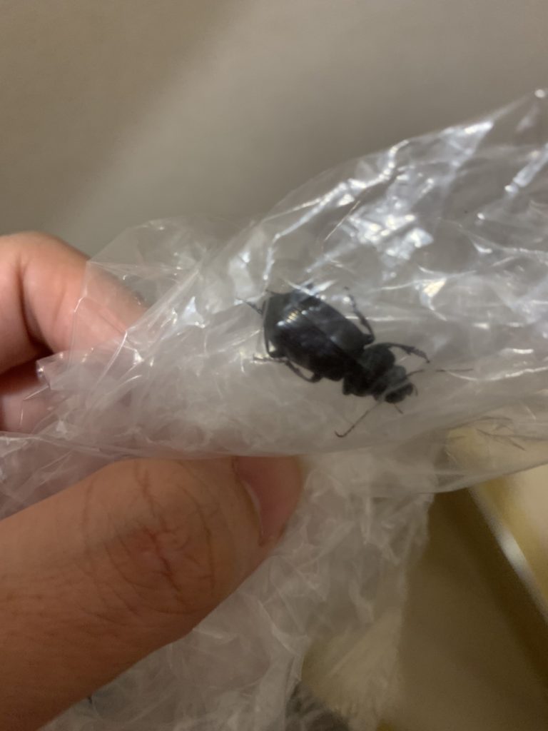 オオヒラタゴミムシ(9月/兵庫県)