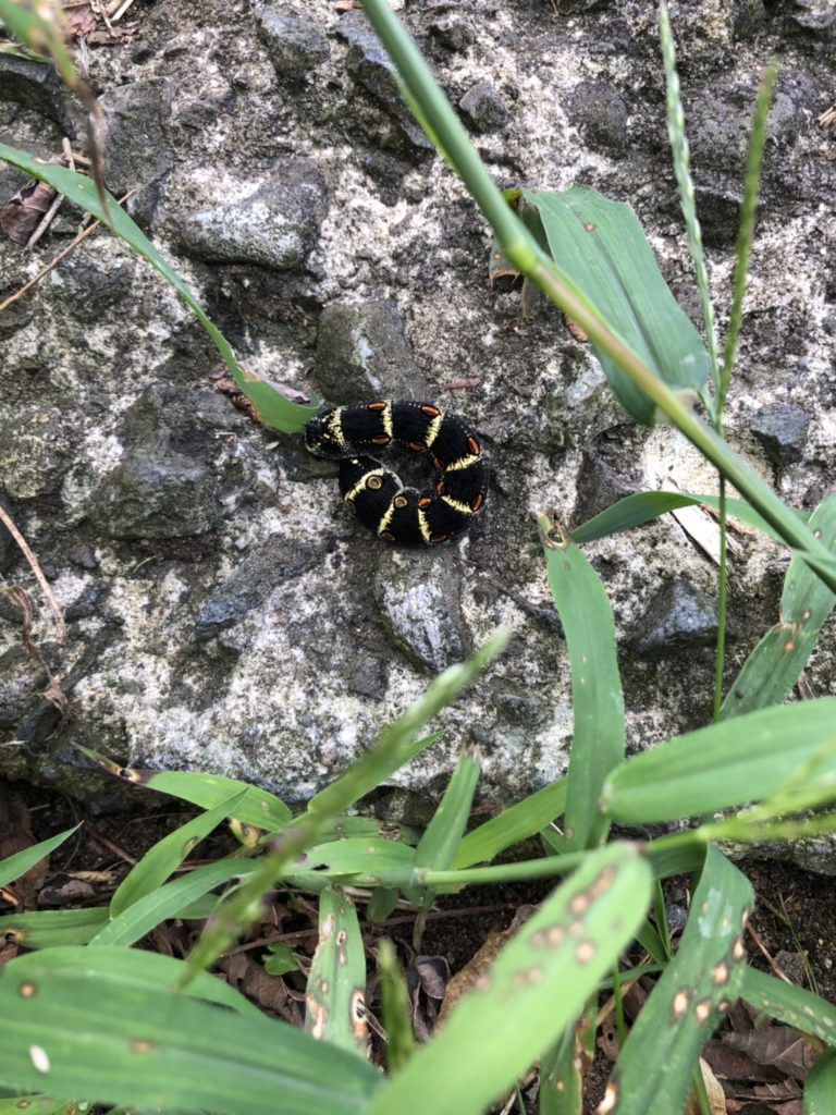 セスジスズメ(9月/石川県)