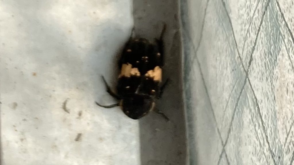 クロハナムグリ(9月/兵庫県)