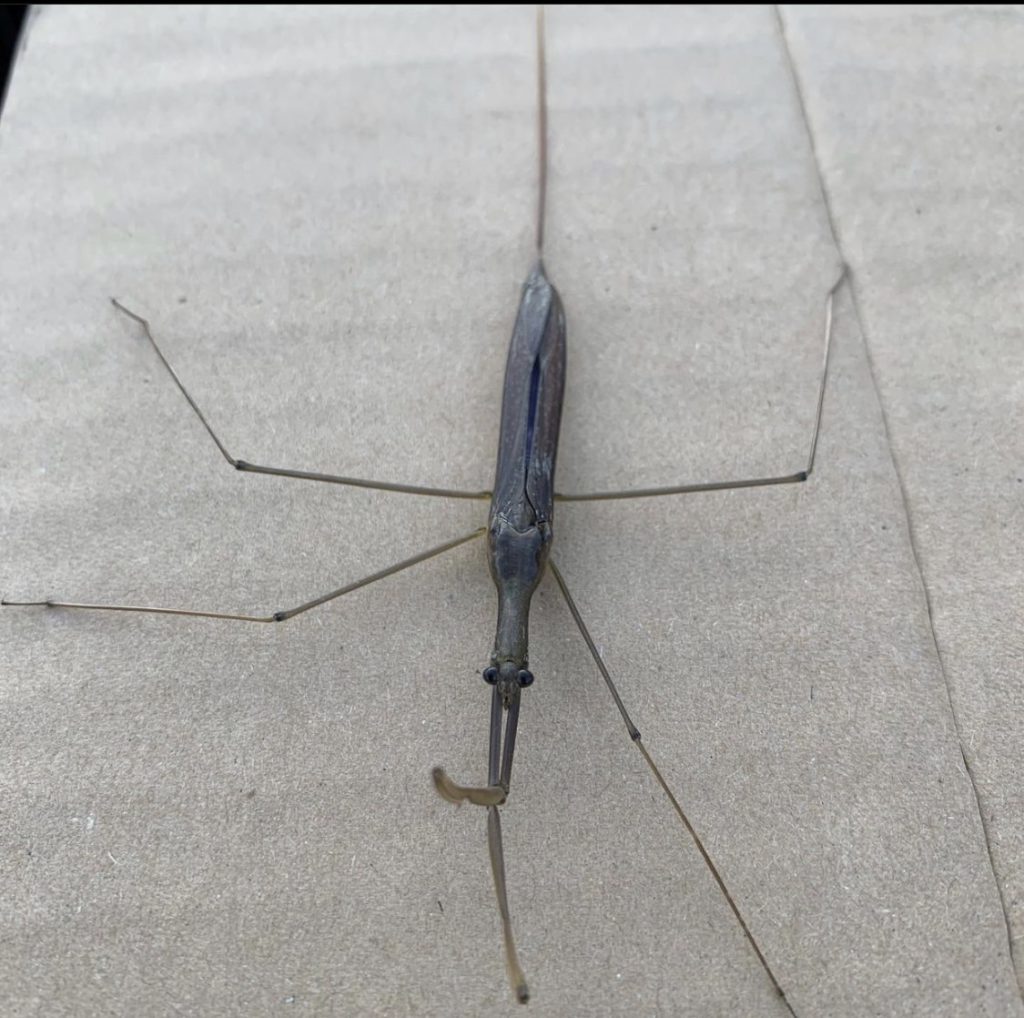 ミズカマキリ(9月/北海道)