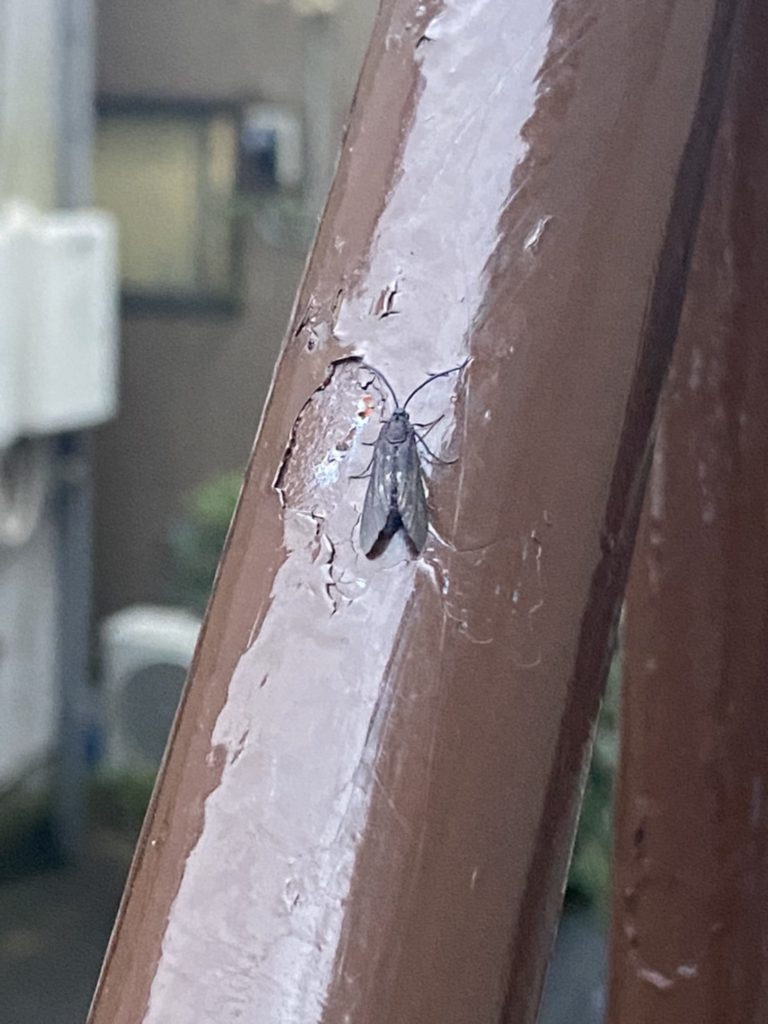 タケノホソクロバ（9月／東京都）
