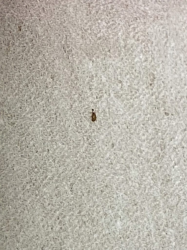 ユウレイヒメマキムシ(9月/鹿児島県)