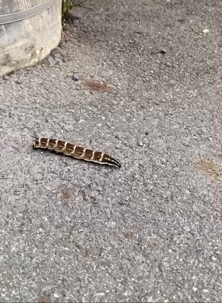セスジスズメ(9月/大阪府)