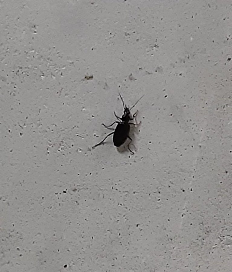 ゴミムシ(10月/徳島県)