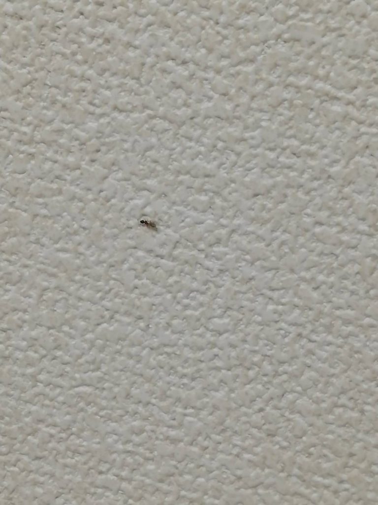 アリ（10月／不明）