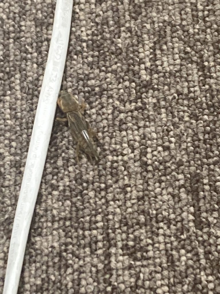ケラ(10月/茨城県)