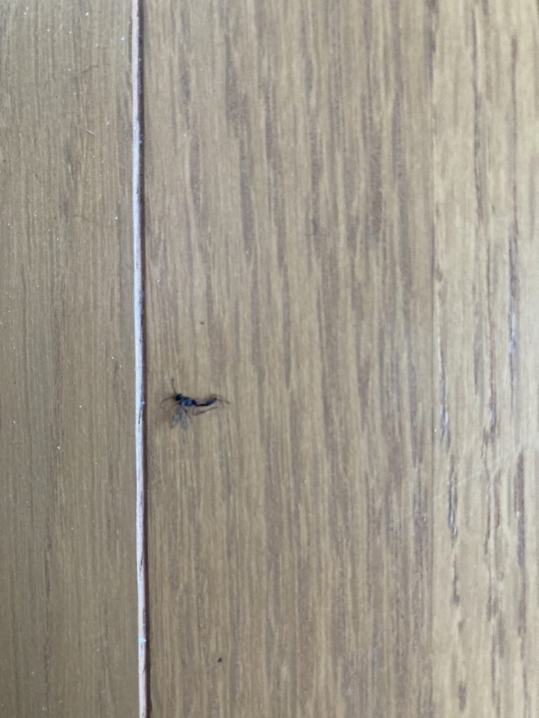 アナバチ（10月／鳥取県）