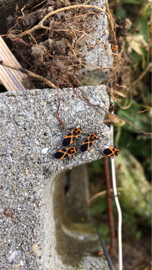 ヒメジュウジナガカメムシ（10月／愛媛県）