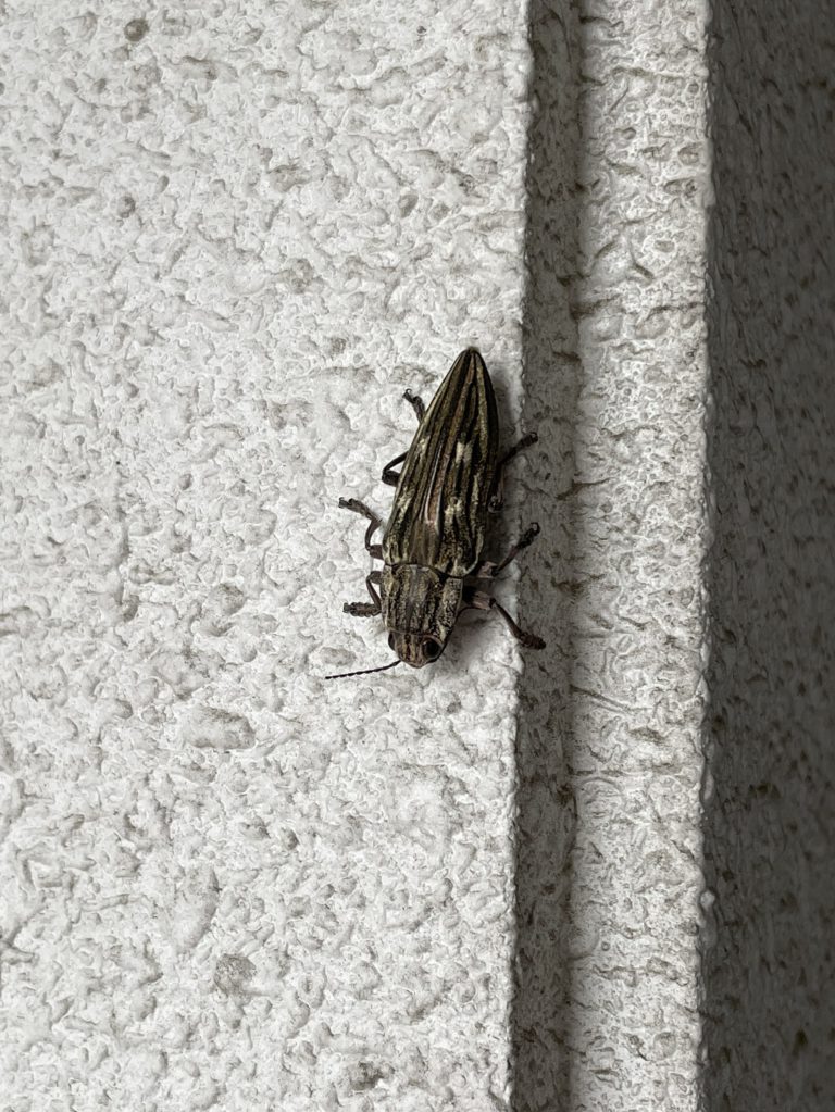 ウバタマムシ(11月/愛知県)