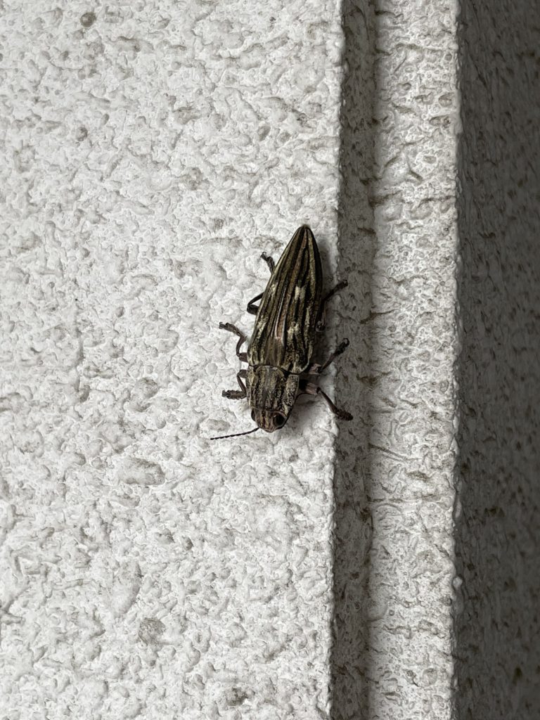 ウバタマムシ(11月/愛知県)