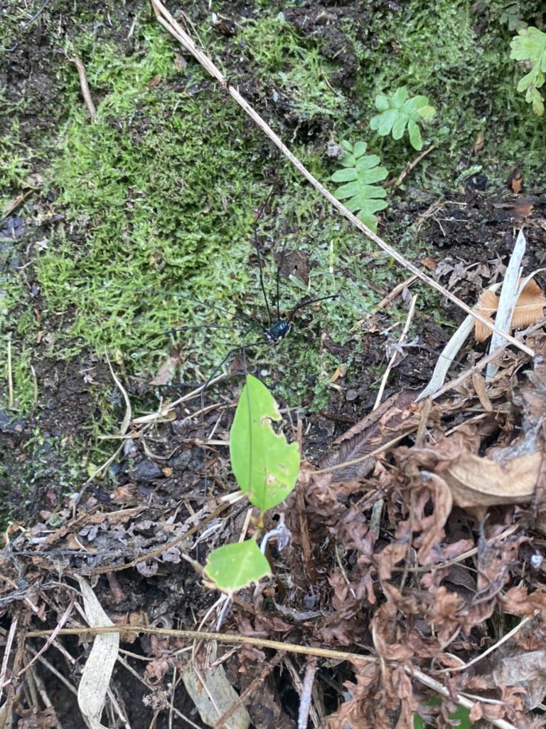 ザトウムシ（11月／富山県）