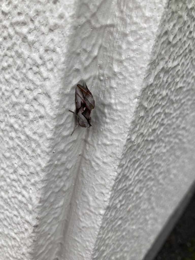 ヤガ（11月／北海道）