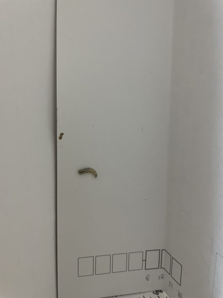 ウジムシ(11月/福岡県)
