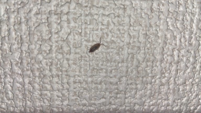 ワラジムシ（12月／岡山県）
