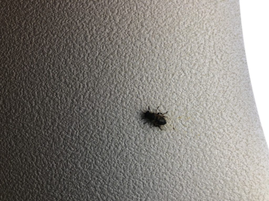 アブ（12月／栃木県）