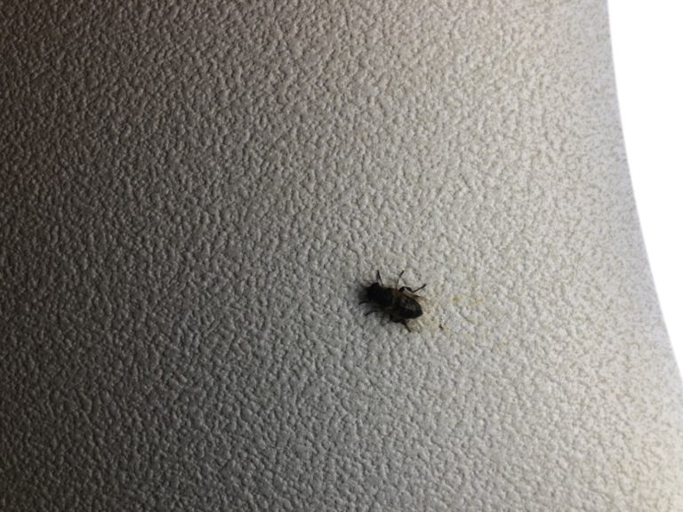 アブ（12月／栃木県）