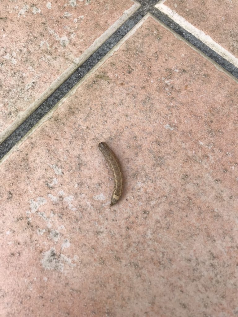 エビガラスズメ(12月/千葉県)