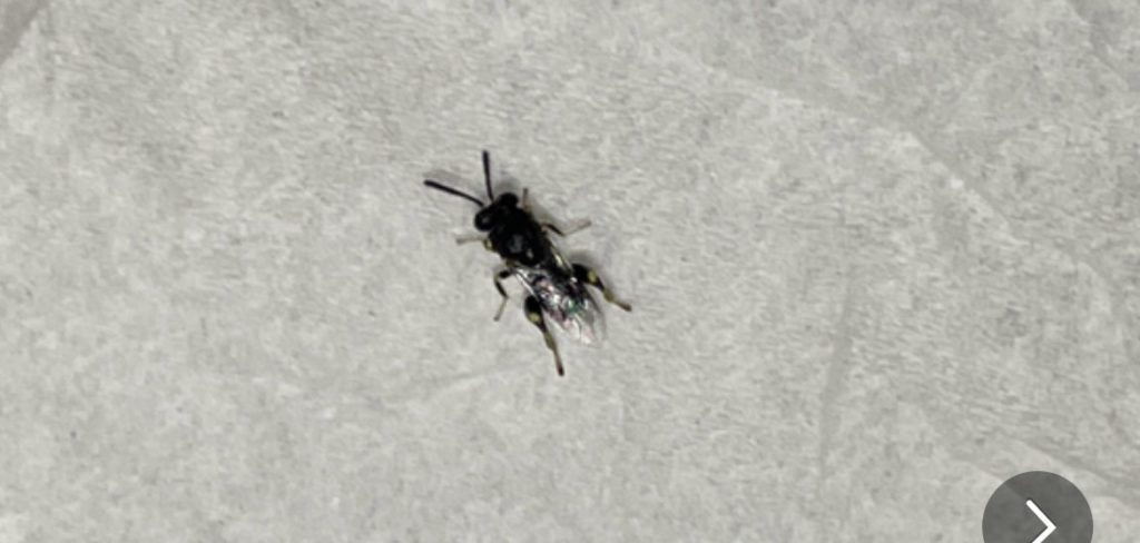 キアシブトコバチ(1月/島根県)