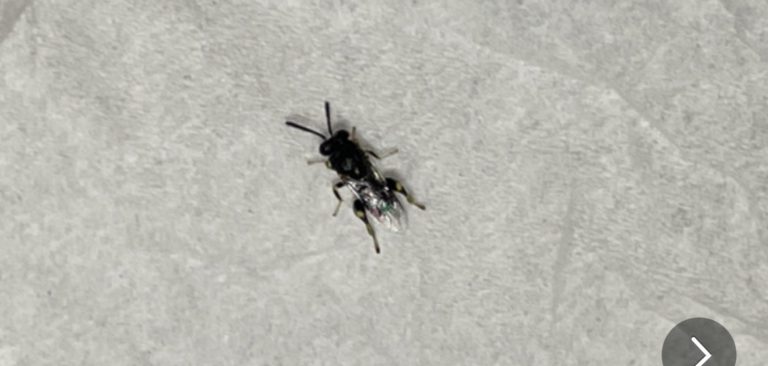 キアシブトコバチ(1月/島根県)