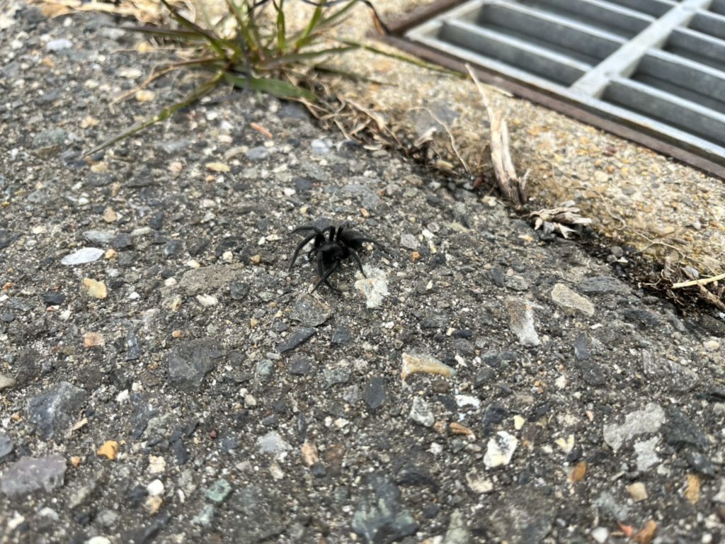 クロガケジグモ(2月/愛知県)