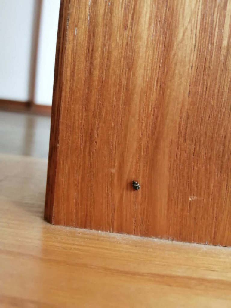 ヒメマルカツオブシムシ（2月／北海道）