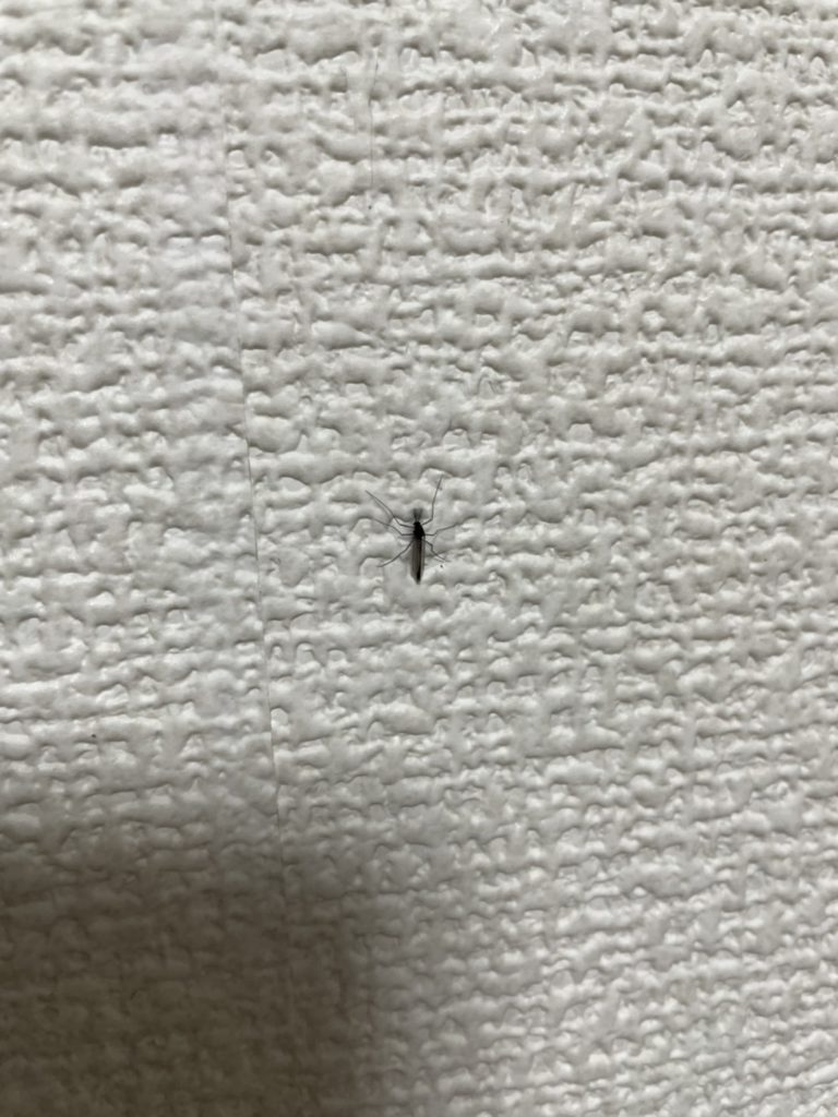 フユユスリカ（3月／愛知県）