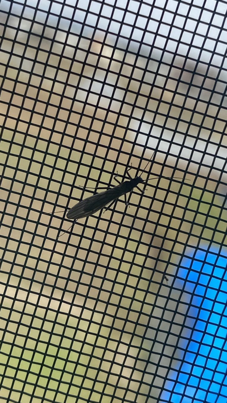 カワゲラ(3月/山形県)