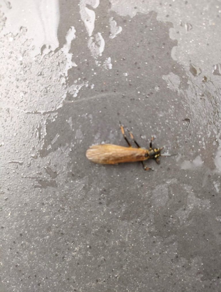 カワゲラ(4月/兵庫県)