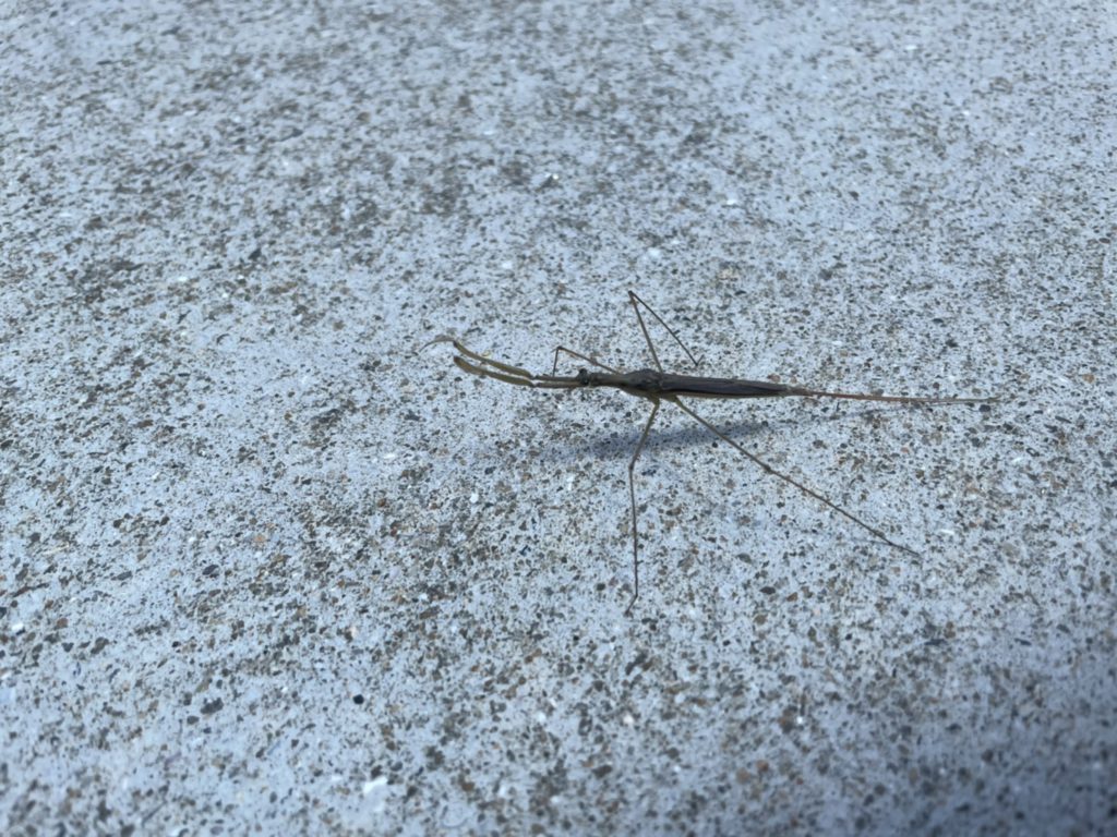ミズカマキリ(5月/不明)