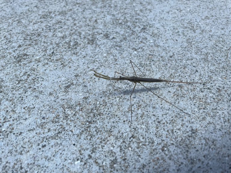ミズカマキリ（5月／不明）