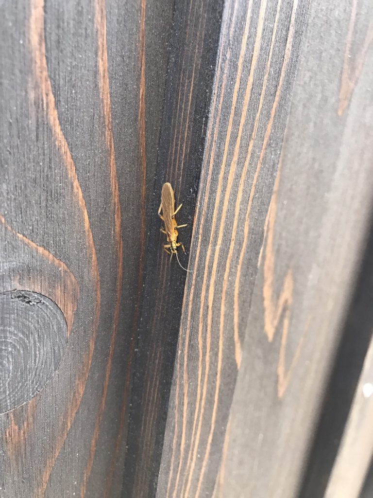 カワゲラ（5月／兵庫県）