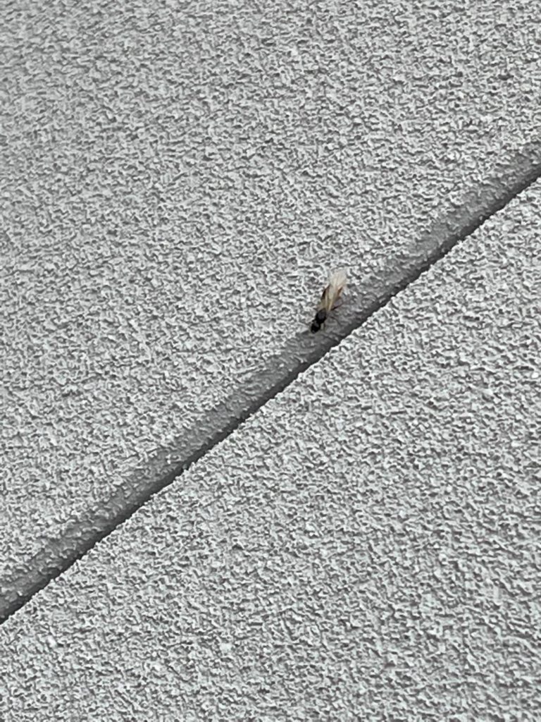 アリ（5月／熊本県）