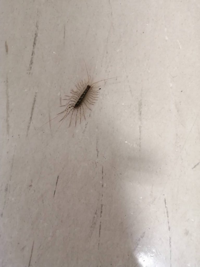 ゲジ（5月／北海道）