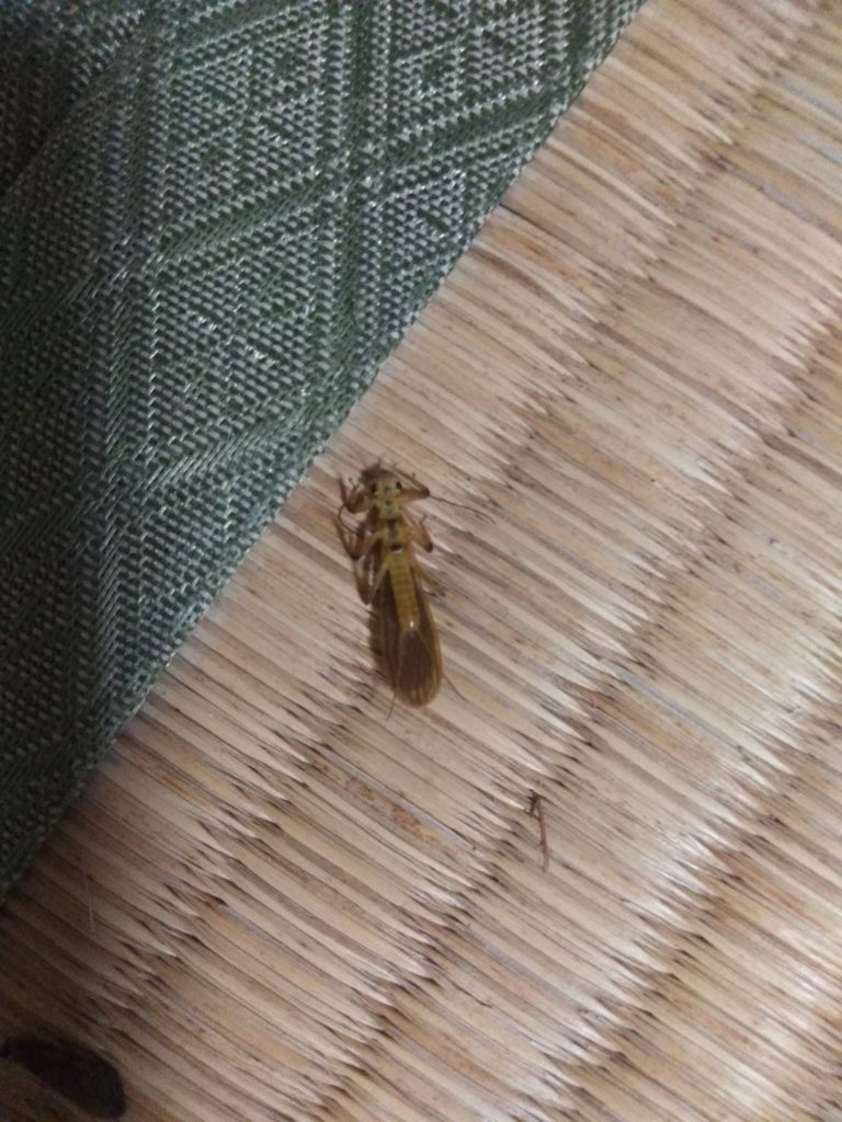 カワゲラ(5月/兵庫県)