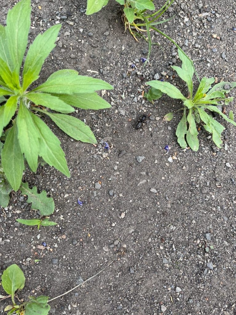 クロオオアリ（5月／北海道）