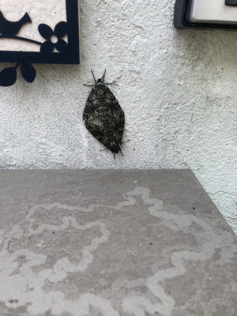 マイマイガ（5月／埼玉県）