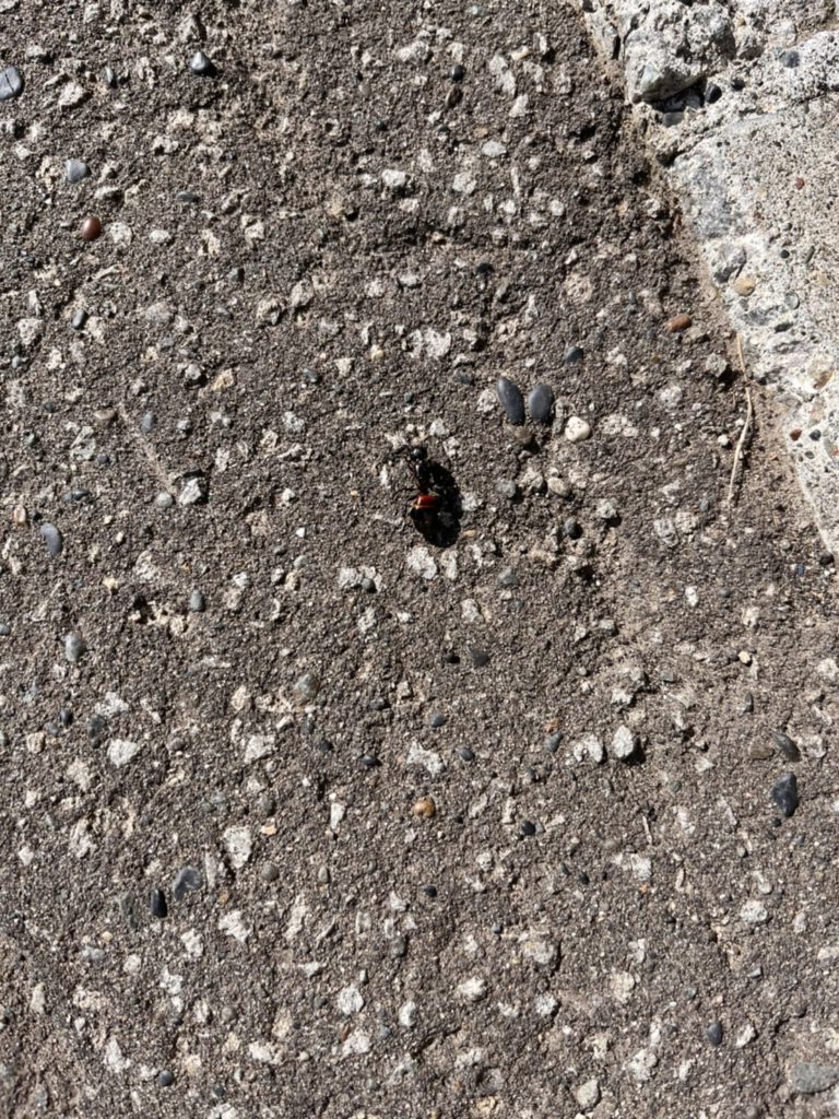 ムネアカオオアリ(5月/北海道(