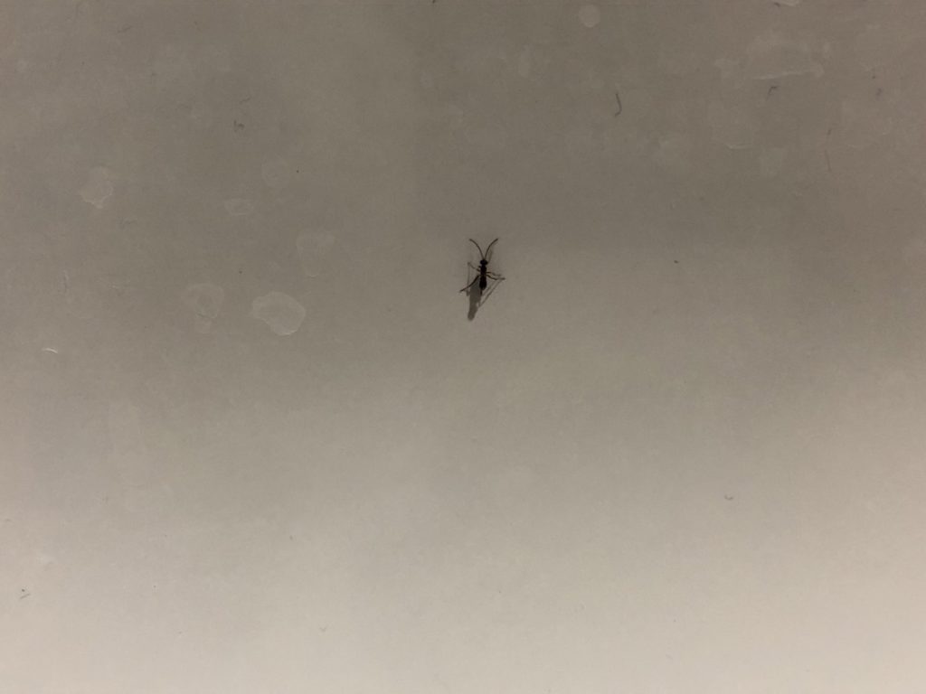ヒメバチ(6月/石川県)