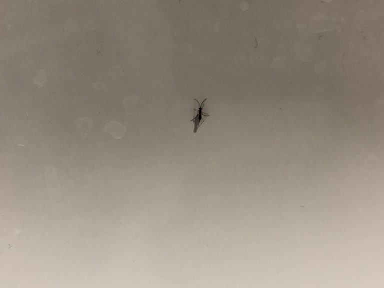 ヒメバチ（6月／石川県）
