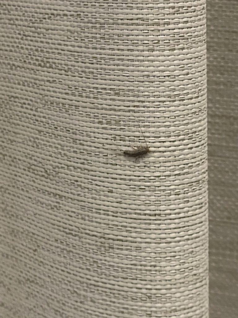シミ（6月／石川県）