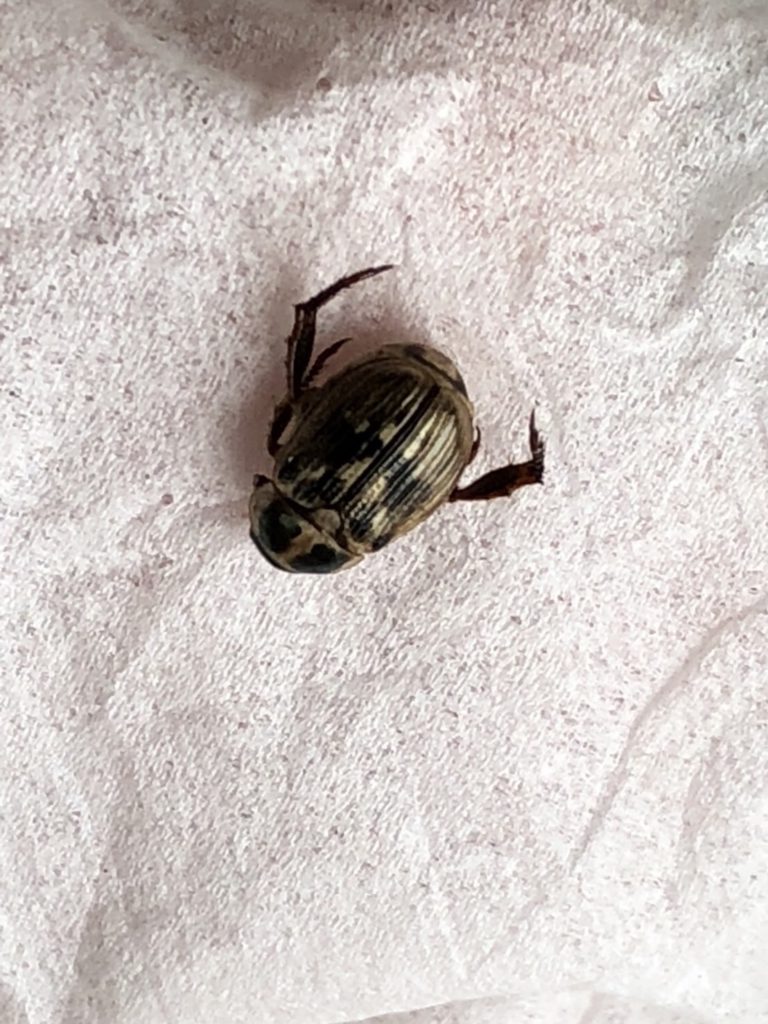 セマダラコガネ(6月/兵庫県)