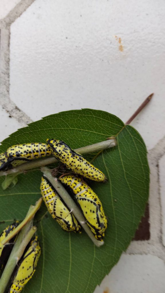 エゾシロチョウ（6月／北海道）